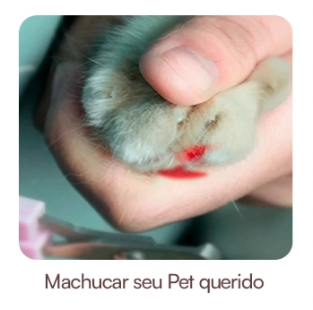 Patinha sangrando depois do alicate — machucar seu pet querido